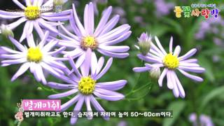 홍주성천년여행길 들꽃사랑방 홍보영상