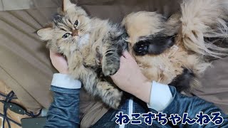 寒い時はママの膝の上で♪　チンチラゴールデン「めい」　ねこずちゃんねる708 #猫 #ねこ #cat #ペルシャ