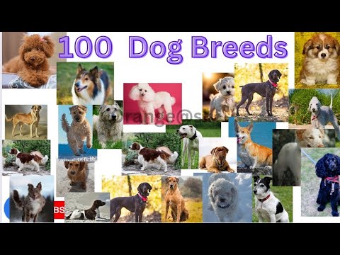 Dog Breeds In English With Pictures | Breed Dogs Vocabulary | Most ...