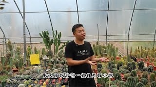 仙人球长满小球不开花？教你一招，懂得“取舍”才能开花爆盆