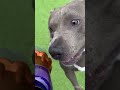 顔 怖っ‼︎ 犬 アメリカンブリー 遊び