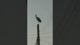 コウノトリ　　I'm watching the stork