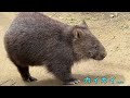 【wombat】わしゃわしゃされるコウくん☆ massage