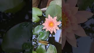 Lotus pond #yt #garden #gardenplants #dailyvlogs #homegarden #home #lotusflower #pond #lotuspond