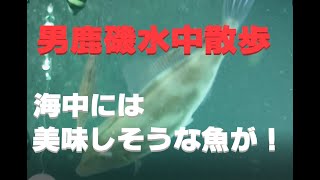 男鹿磯の水中散歩。海中をじっくり観察！