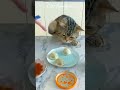 Funny Cat Videos of 2023/🤣🤣Cat Video Funny#shorts #funny #cats #shortvideo