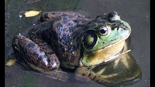 ウシガエル　American Bullfrog,North American Bullfrog　Rana catesbeiana