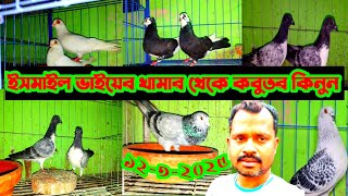 🔴আফসান গ্রিজেল গোল্লা শিকড় কালদম বোম্বাই কবুতরের দাম জানুন ইসমাইল ভাইয়ের খামার থেকে কবুতর কিনুন