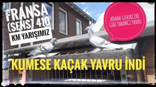 EKE POSTA GUVERCINLERIMIZIN 410 KM FRANSA (SENS) YARIŞI VE KÜMESE INEN YAVRU KAÇAK (PIGEONS RACING)