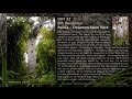 GIANT KAURI TREES - TROUNSON PARK
