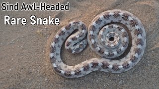 Awl headed long nose snake