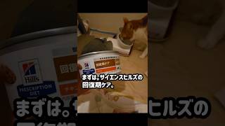 【免疫力アップ】腎不全で口内炎の猫ちゃんにオススメ5選！共に頑張りましょう。#shorts #猫