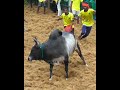 சிறப்பான விளையாட்டு vadavalamjallikattu2025