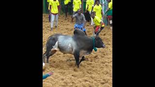 சிறப்பான விளையாட்டு #Vadavalamjallikattu2025