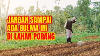 Cara Kami Basmi Gulma Di Lahan Tanaman Porang | Herbisida Porang | Persiapan Lahan Tanaman Porang