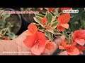 wholesale bougainvillea plants just rupees 99 online sale from muchisha nursery market