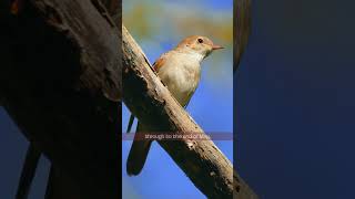 The Common Nightingale's Legendary Song - Bird Sounds #shorts