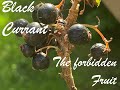 Black Currant: The Forbidden Fruit