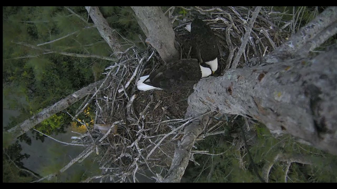 ~ Captiva Eagle Cam - Overhead View - Eagles Are Back - Connie & Martin ...