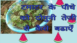 इस तरीके से टमाटर के पौधे लगाए पौधे बढेगें दोगुनी तेजी से ।। Transplant Tomato Seedling इस तरीके से टमाटर के पौधे लगाए पौधे बढेगें दोगुनी तेजी से ।। Transplant Tomato Seedling