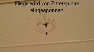 Fliege wird von Zitterspinne eingesponnen #Jäger # Hunter #Spider #Spinne #DasGrosseFressen