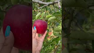 Apple picking |りんご狩り#apple #eating #food #tasty