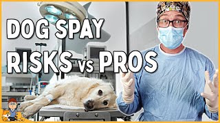 The Best Age to Spay Your Dog in 2026 (veterinarian explains)