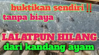 Cara Mengusir Lalat Di Kandang Ayam