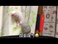 文鳥飼育日記第211回目