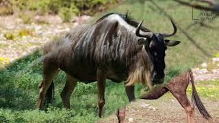 Interesting facts about blue wildebeest by weird square