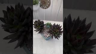 ECHEVERIA BLACK KNIGHT!!! #echeverias  #garden #gardening #viralvideo #suculentas #parati