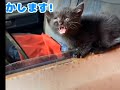 動画12レスキュー救出猫バンバン