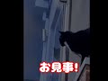 動画12レスキュー救出猫バンバン