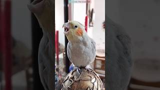 SCREAMING PARROT 🦜😍#shorts #parrot #birds #cockatiel