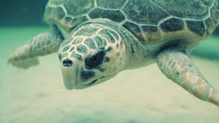 A turtle searching for food on the sea floor - Sea life Free Stock Video Footage