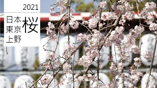 桜 櫻花 日本桜上野公園枝垂桜・日本櫻花上野恩賜公園枝垂櫻・Japan Tokyo Cherry blossoms Sakura Ueno Park