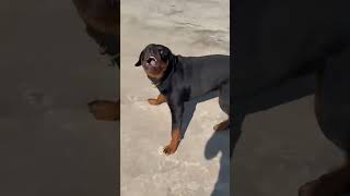 dog sound dog barking loud#shorts #viralshorts #trendingshorts