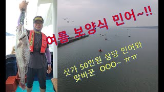 싯가 50만원 짜리 민어와 맞바꾼 OOO