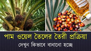 পাম ওয়েল তৈলের প্রস্তুত প্রক্রিয়া | কিভাবে তৈরি হয় পাম ওয়েল | Zoombangla \u0026 BNB