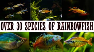 Over 30 Types of Spectacular Rainbowfish Species