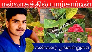 வண்ணங்கள் நிறைந்த பூஞ்சோலை | colorful garden in Jaffna | #chiyaansvlog #jaffna #mallakam