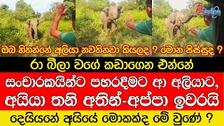 සංචාරකයින්ට පහරදීමට ආ වන අලියාට අයියා තනි අතින්