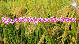 వానాకాలం వరి - స్వల్పకాలిక సన్నగింజరకాలు Short duration Fine grain Rice varieties  II PJTSAU II