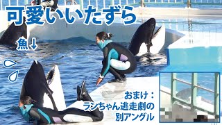 可愛いいたずら（おまけ：ランちゃん逃走劇の別アングル）【2020年11月5日14:00終了後　鴨川シーワールド　シャチパフォーマンス】Orca performance, Kamogawa Se