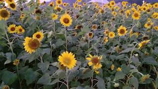 大佳河濱公園向日葵花海