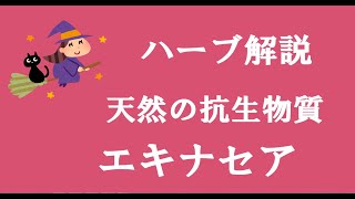 アロマおばさんのハーブ解説　エキナセア