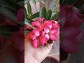 adenium flor del desierto sencilla pero hermosa 🌺🌺🌺🌺 adeniumlover amorporlasplantas flors 🌺🌺🌺🌺🌺🌺🌺