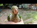 วิธีเลี้ยงนกลูกป้อน อาหารนกลูกป้อน ม๊องค์ monk parakeet