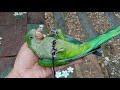 วิธีเลี้ยงนกลูกป้อน อาหารนกลูกป้อน ม๊องค์ monk parakeet