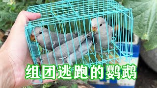 尝过自由的味道后，三只鹦鹉开始组团逃跑，只能无奈化身托尼老师整治它们【一只小皮皮呀】